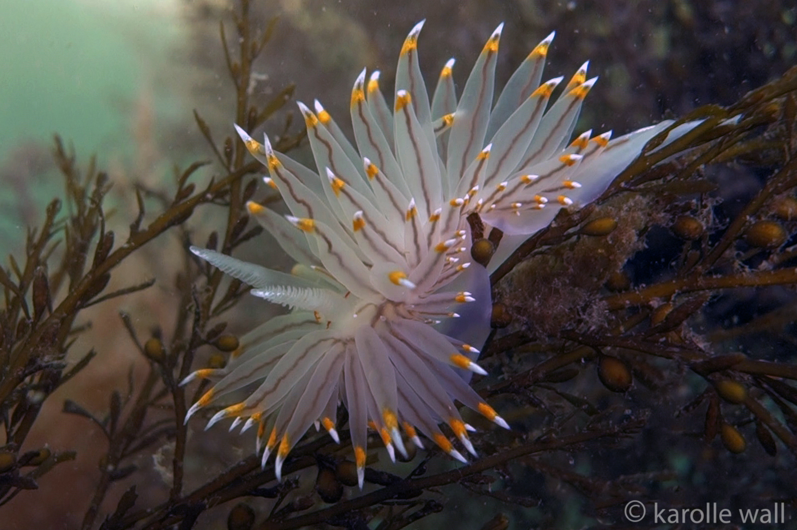 Salish Sea Marine Life