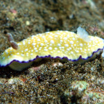 White Bump Nudibranch
