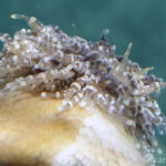 Porites Nudibranch