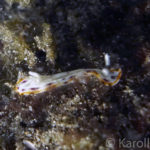 Decorated Nudibranch