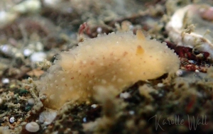 Chan's Dorid, Hallaxa chani