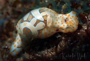 Haminoea cymbalum,  Cymbal Bubbleshell