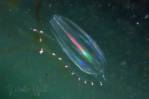 Oval-shaped Gooseberry Jelly, Euplokamis dunlapae