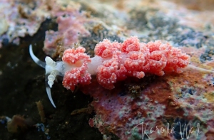 Favorinus japonicus, Egg Eating Nudibranch