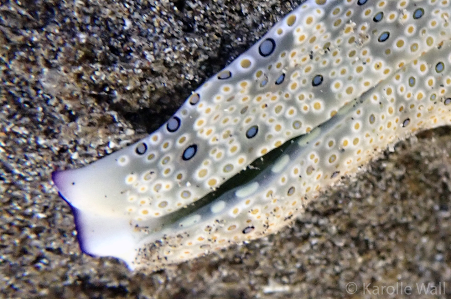 Ringed Sapsucking Slug