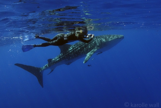 🔥 Stunning human encounter with a curious whale shark off the big island,  Hawaii