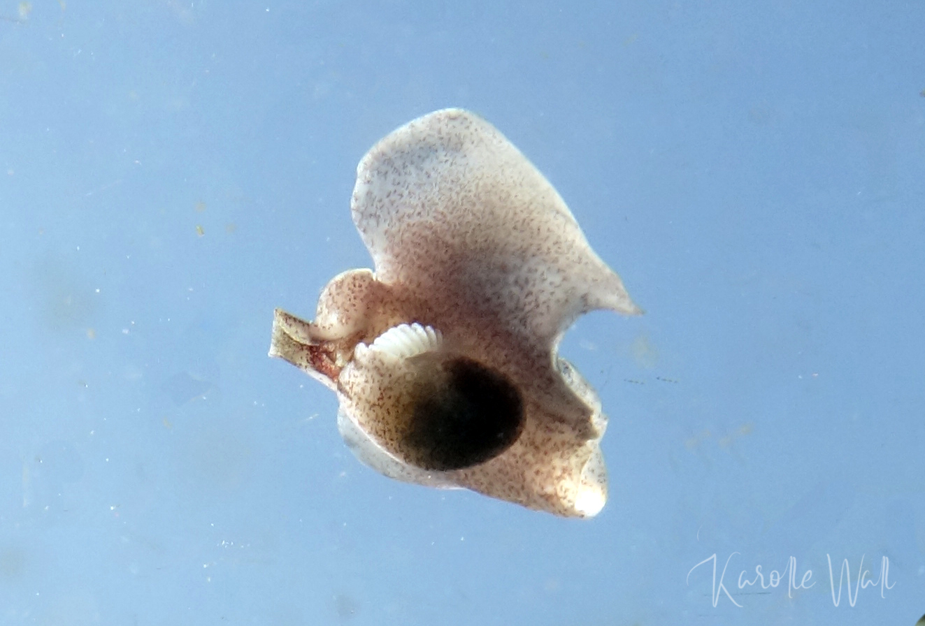 sea slug with wings