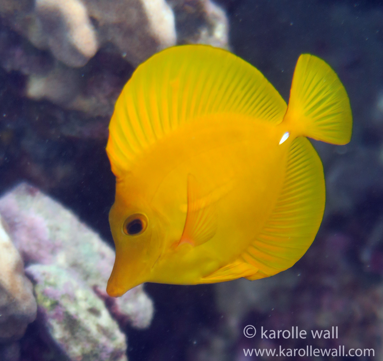 Surgeonfish (Tangs and Unicornfish too)