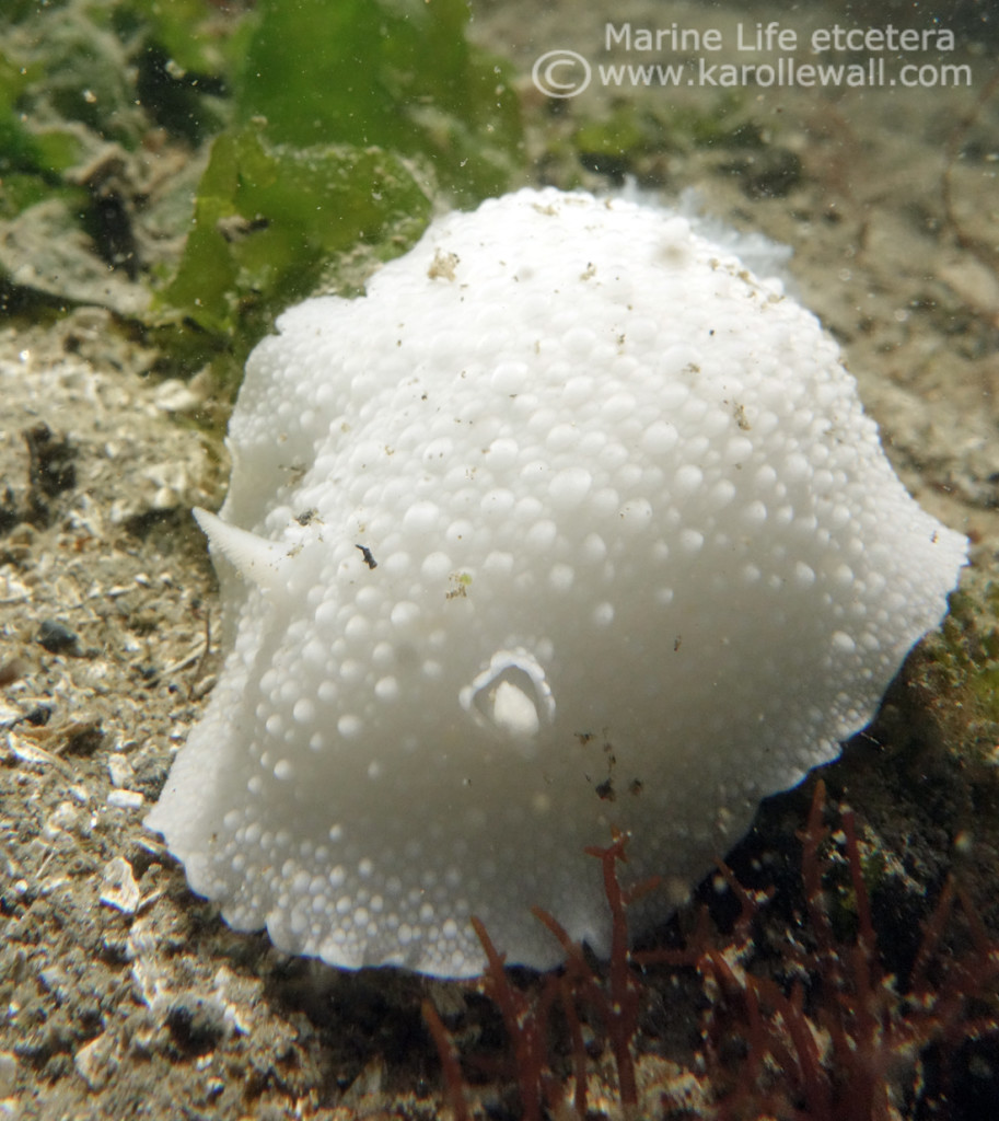 DSC03192-white-knight-dorid-wm-913x1024.jpg