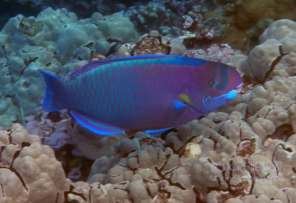 spectacled-parrotfish-excWM-1024x702.jpg