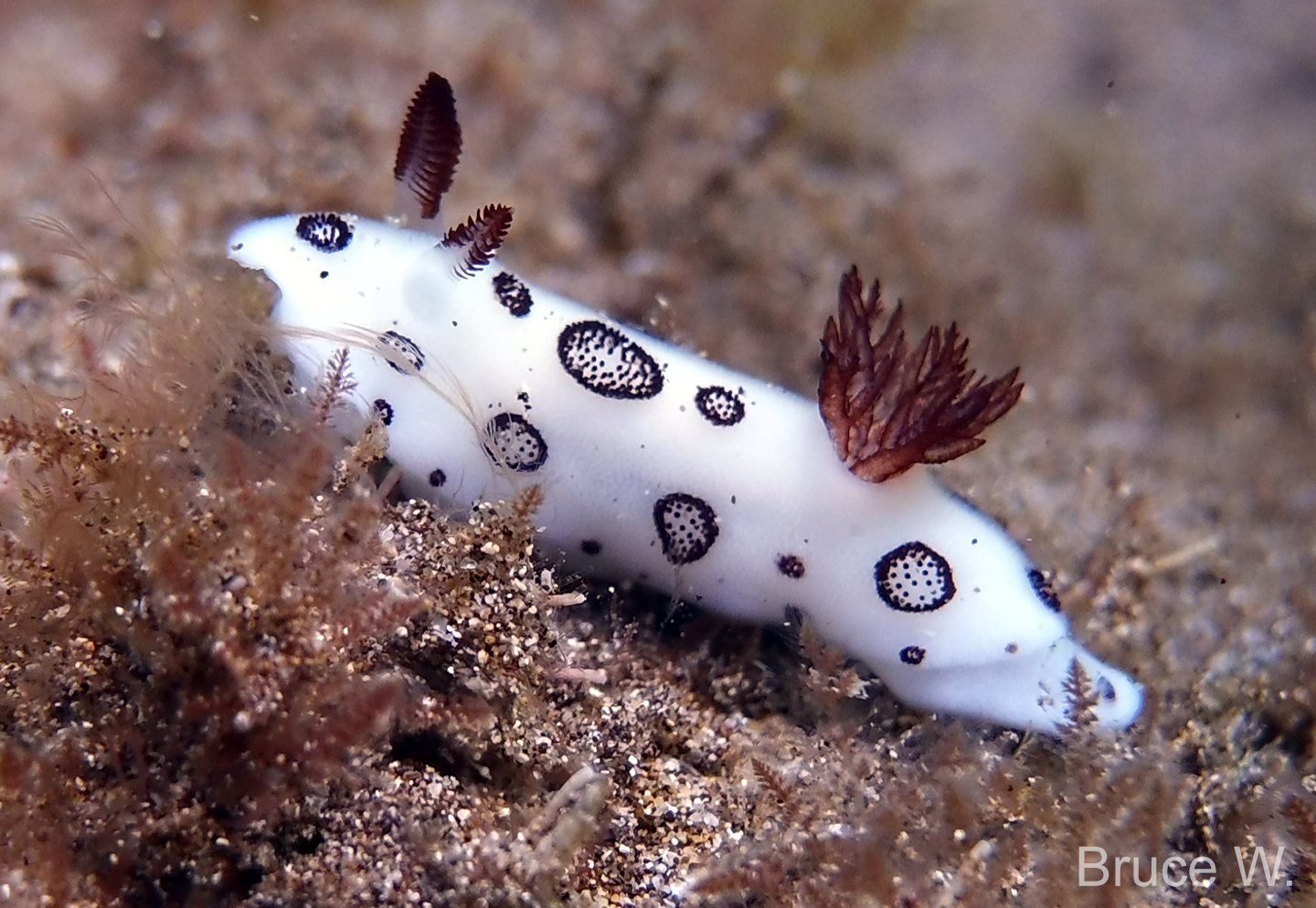 Hawaii Sea Slugs: Nudibranchs