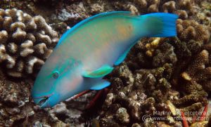 DSC06072-bulletnose-parrotfish-wm.jpg