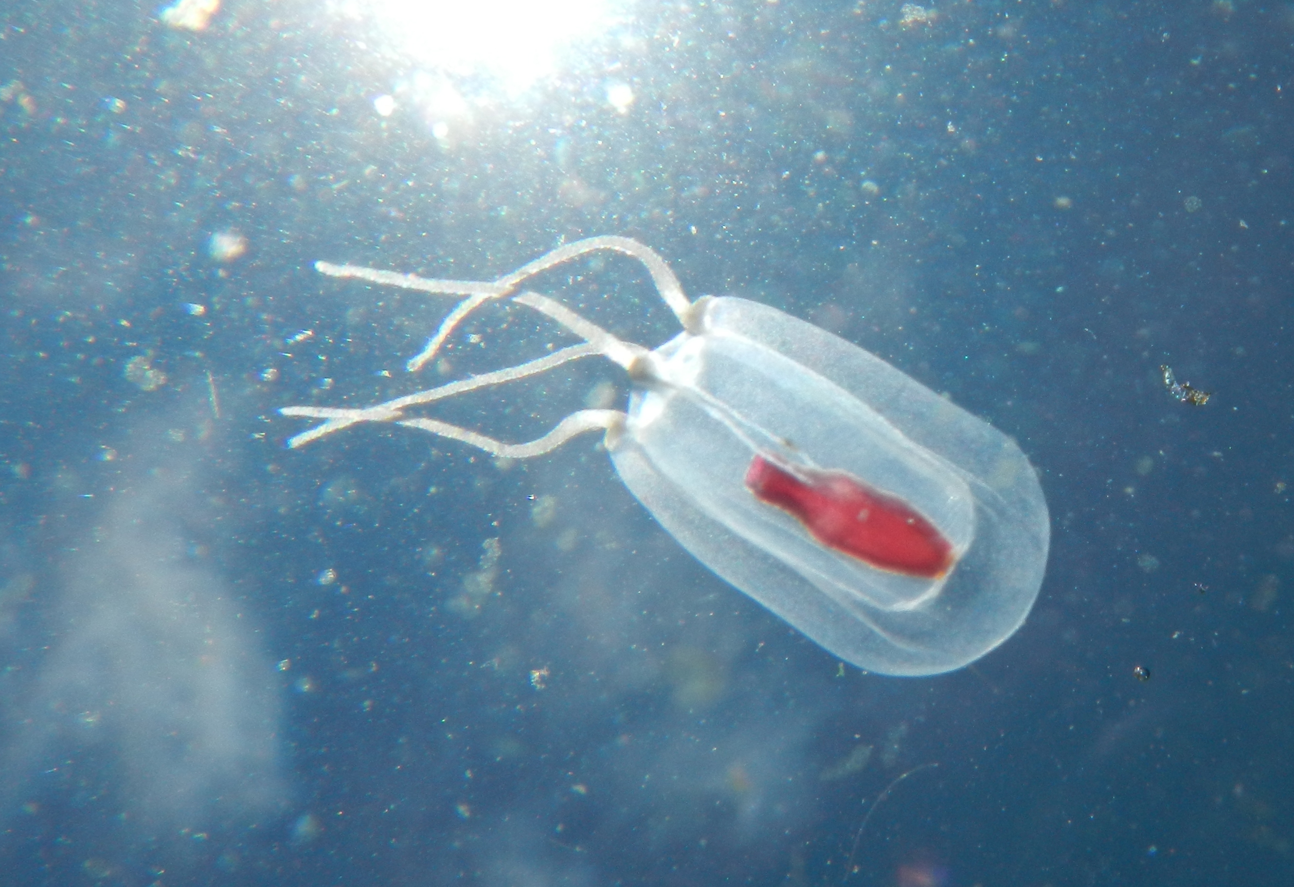 Cnidaria: Jellies and Ctenophora + the Odd Anemone